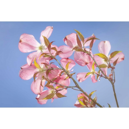 WA, Seabeck Pink dogwood blossoms against sky
